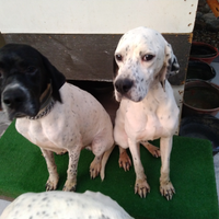 Pointer puro bianco nero