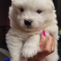 Cucciolo di SAMOIEDO femmina