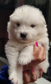 Cucciolo di SAMOIEDO femmina