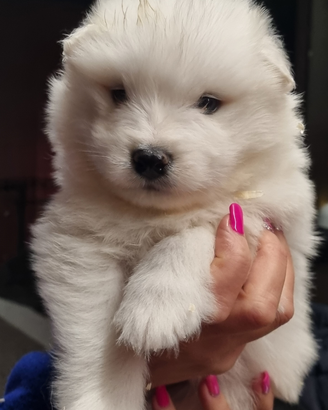 Cucciolo di SAMOIEDO femmina