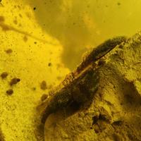 Pesci pulitori vetro acquario