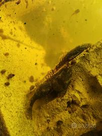 Pesci pulitori vetro acquario