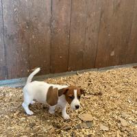 Cuccioli Jack Russell