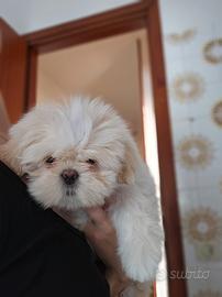 Cane Shih Tzu