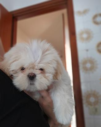 Cane Shih Tzu
