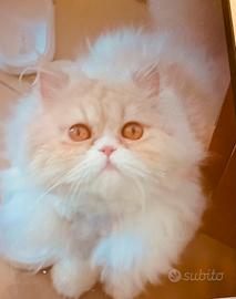 Gattina persiano