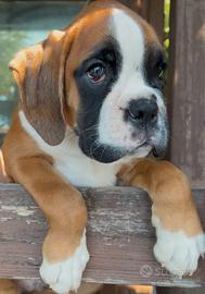 Cuccioli boxer