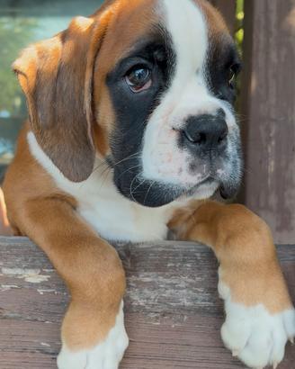 Cuccioli boxer