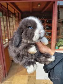Coniglio minilop cuccioli