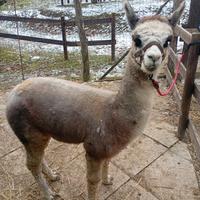 Alpaca Huacaya maschio