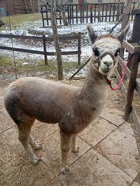 Alpaca Huacaya maschio
