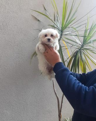 Cuccioli di maltese mini Toy