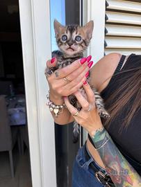 Cuccioli bengala