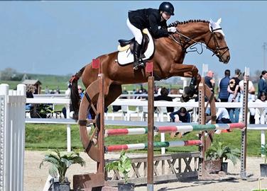 Cavallo da salto