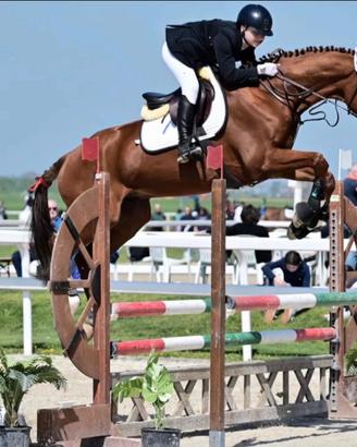 Cavallo da salto