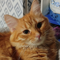Gattina siberiana SUPER ADORABILE