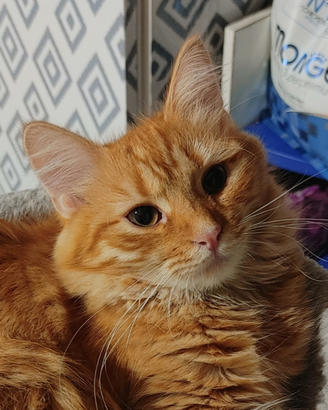 Gattina siberiana SUPER ADORABILE