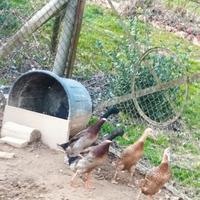 Copia di anatre mandarino, e anatre corritrici