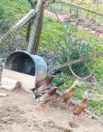 Copia di anatre mandarino, e anatre corritrici