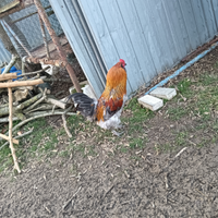 Gallo marass