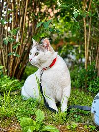 Gatto Femmina