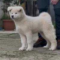 Cucciolo Akita Inu
