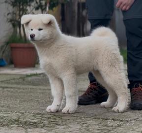 Cucciolo Akita Inu