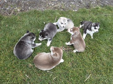 Cuccioli Siberian Husky