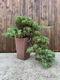 Bonsai ginepro procumbens