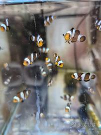 Pesci pagliaccio -Black Photon Clownfish