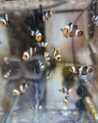 Pesci pagliaccio -Black Photon Clownfish