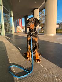 Cucciolo dobermann