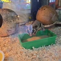 Petauro dello zucchero