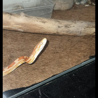 Elaphi grano 5 e 6 anni