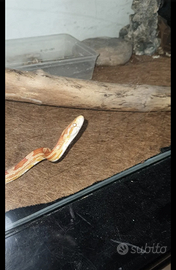 Elaphi grano 5 e 6 anni