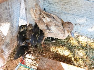 Anatra e anatroccoli ?