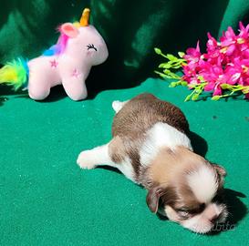 Cuccioli di Shihtzu