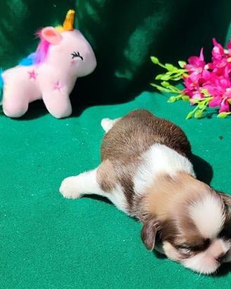 Cuccioli di Shihtzu