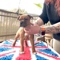 Staffordshire bull terrier
