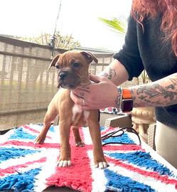 Staffordshire bull terrier