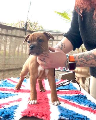 Staffordshire bull terrier