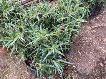 Pianta Aloe Arborescens