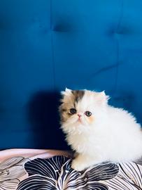 Gattina