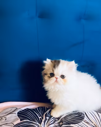 Gattina