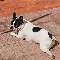 Bulldog francese