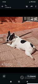 Bulldog francese