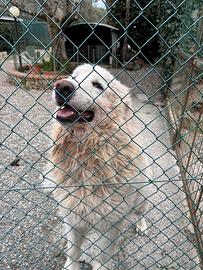 Accoppiamento cani