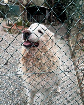 Accoppiamento cani