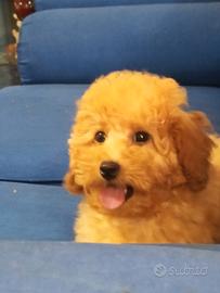 Barboncina Teddy bear