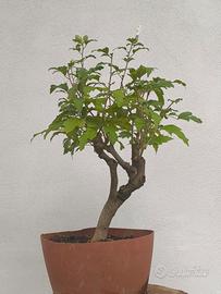 bonsai